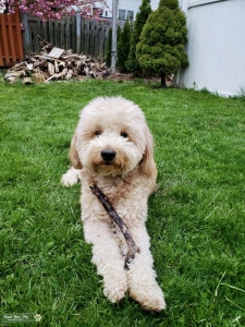 Handsome Mini Goldendoodle Stud Available  Listing Image
