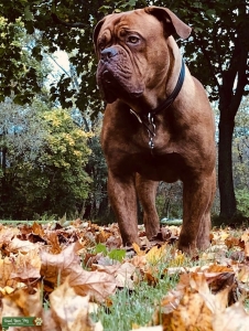 Beautiful Male Dogue de Bordeaux  Listing Image