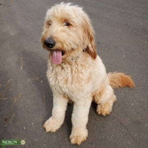 Goldendoodle Stud 69 lbs Listing Image