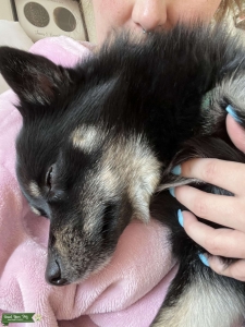 Pomsky Male Listing Image