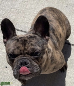 Merle French Bulldog  Listing Image