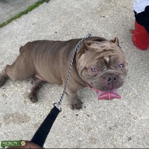 American Pitbull Terrier Listing Image