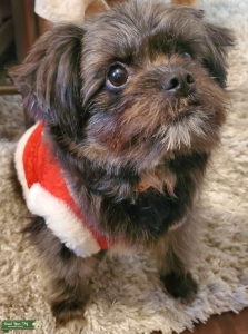Shih tzu Pomeranian Mix Listing Image
