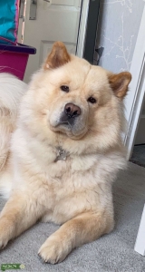 Golden Chow For Stud Listing Image