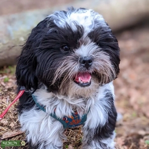 Malshi stud dog available  Listing Image