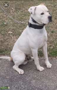 White and Fawn, Scott's American Bulldog Listing Image