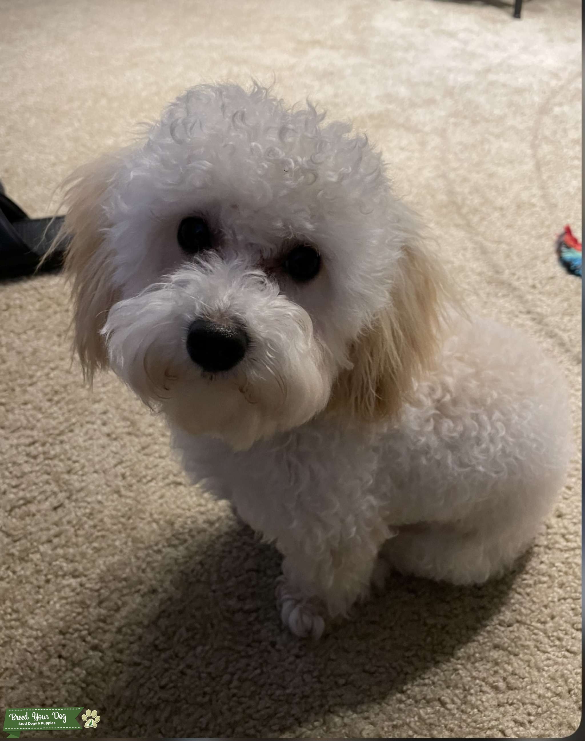 Adorable 1 Year Old Maltipoo Stud Dog in Virginia, the United States
