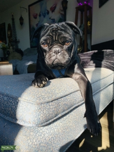 Handsome Black Pug  Listing Image