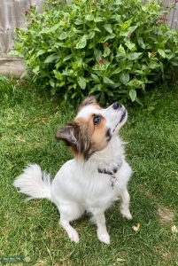 1 year-old Papillon stud. Listing Image