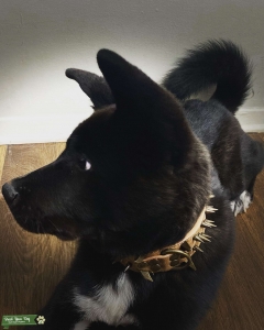 Akita Listing Image