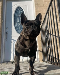 AKCTri chocolate merle French bulldog Listing Image