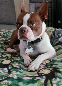 Male Boston terrier Listing Image