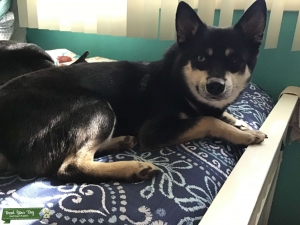 Alaskan Klee Kai  Listing Image