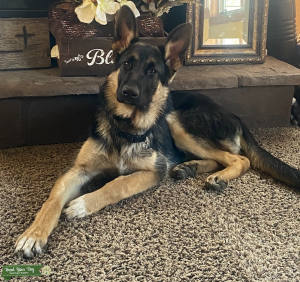 Purebred Male German Shepherd Listing Image