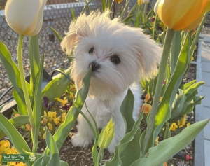 TOY Maltipoo All White Stud Listing Image