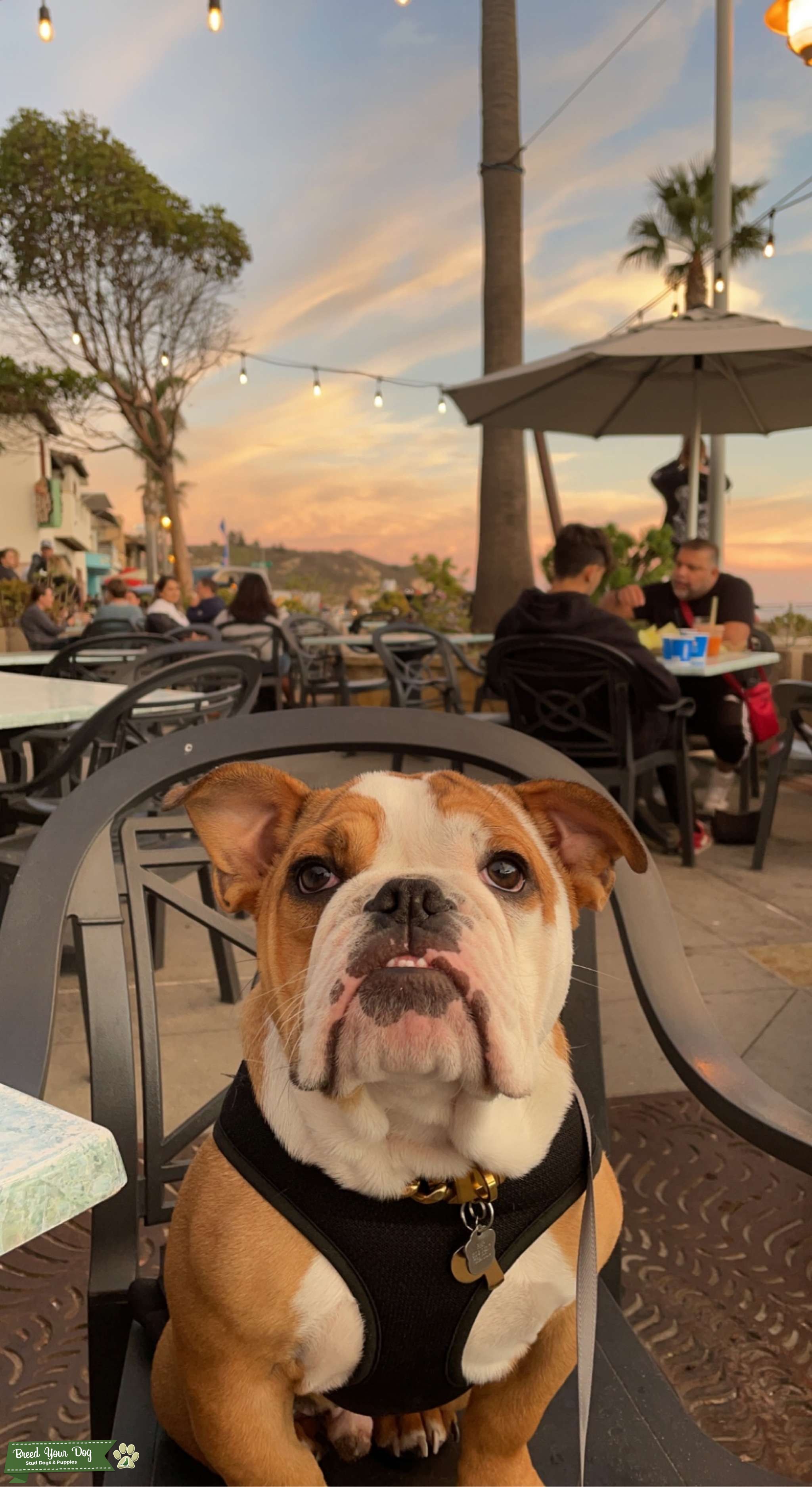 Tri Color Mini English Bulldog Stud Stud Dog CA Breed Your Dog