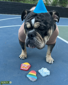 Tri Merle English Bulldog Stud Listing Image