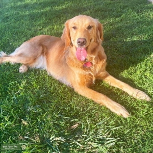 Looking for an AKC registered, genetically clear Golden stud Listing Image