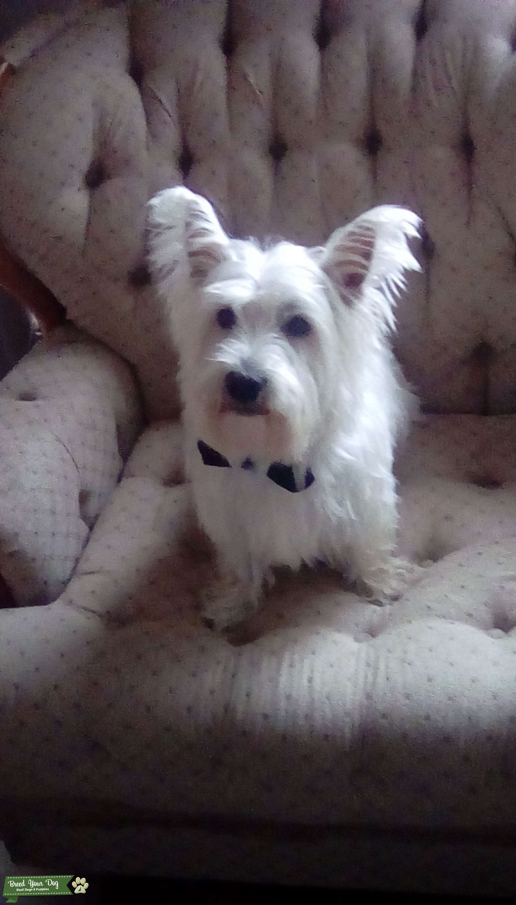 West Highland Terrier Stud Dog in MD, the United States Breed Your Dog