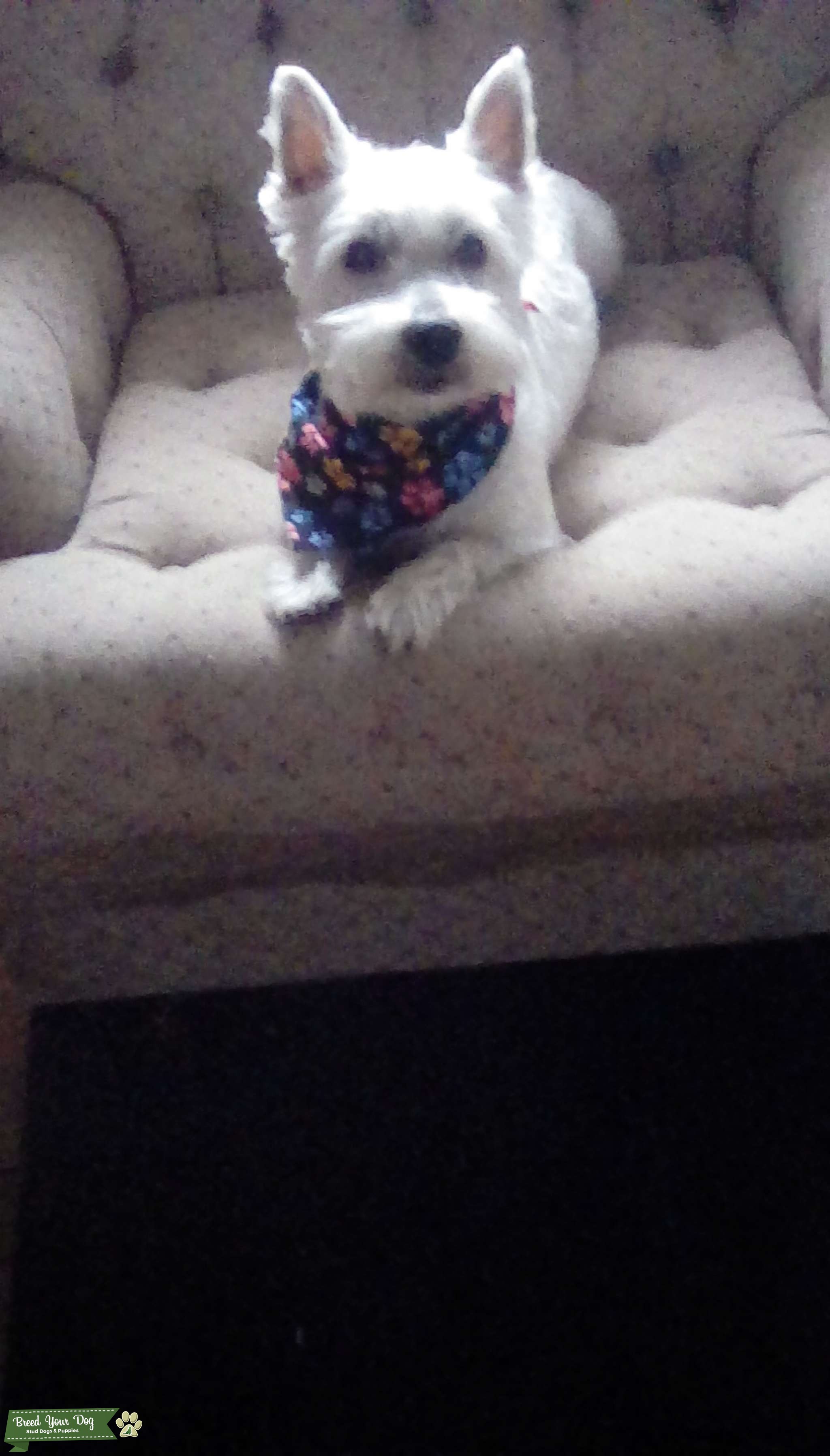 West Highland Terrier Stud Dog in MD, the United States Breed Your Dog