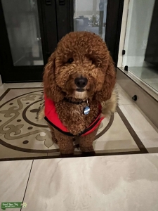 F1B Red Goldendoodle  Listing Image