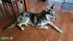 Blue Merle German Shepard Listing Image