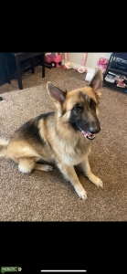 AKC Certified German Shepherd  Listing Image