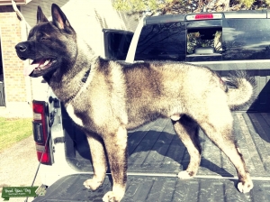 Champion bloodline Akita stud Listing Image