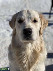 English Cream Golden Retriever Stud Listing Image