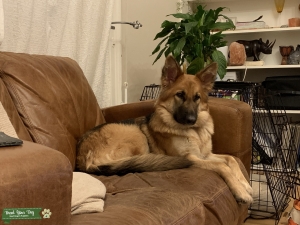 Female German Shepherd seeks stud Listing Image