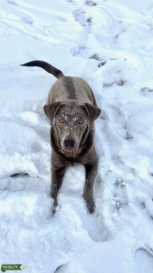 Silver Labrador Listing Image