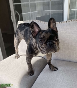 Merle French Bulldog Stud  Listing Image