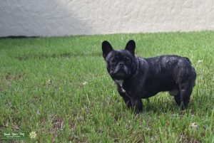 2 year old Brindle French Bulldog Listing Image