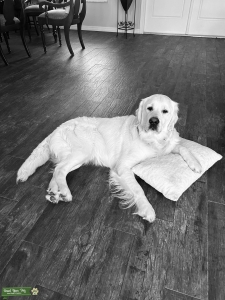 Golden Retriever Male Stud Listing Image