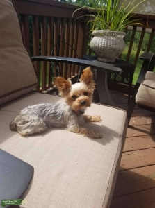5 lb yorkie poo Listing Image