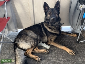 Sable German Shepherd  Listing Image