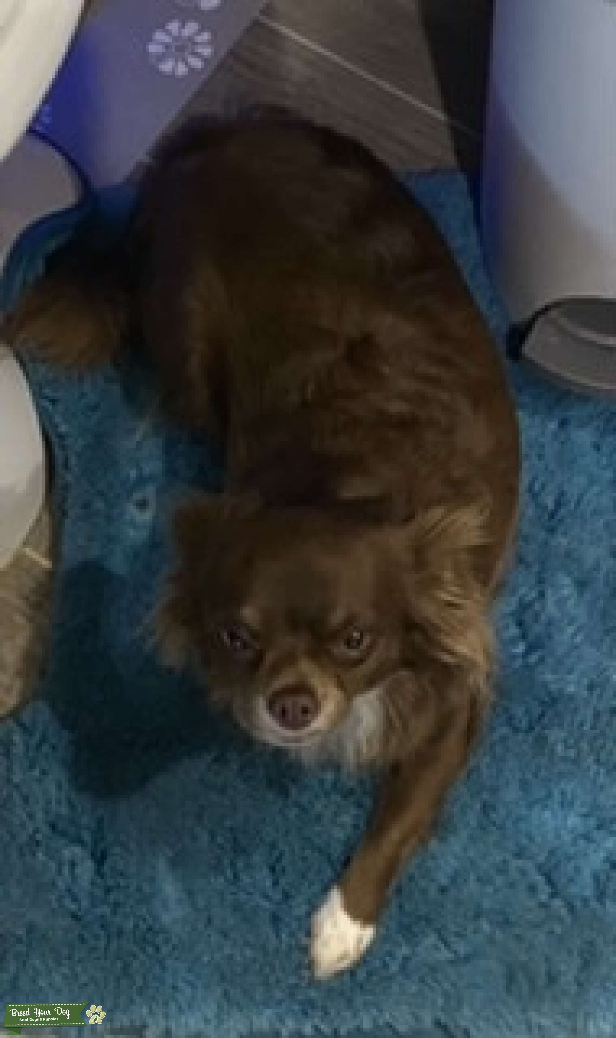 Long haired Chihuahua Stud Dog in Middle TN, the United States