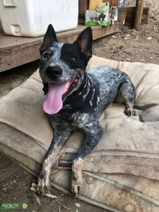 Blue Heeler Listing Image