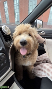 Beautiful Standard Golden-doodle For Stud Listing Image