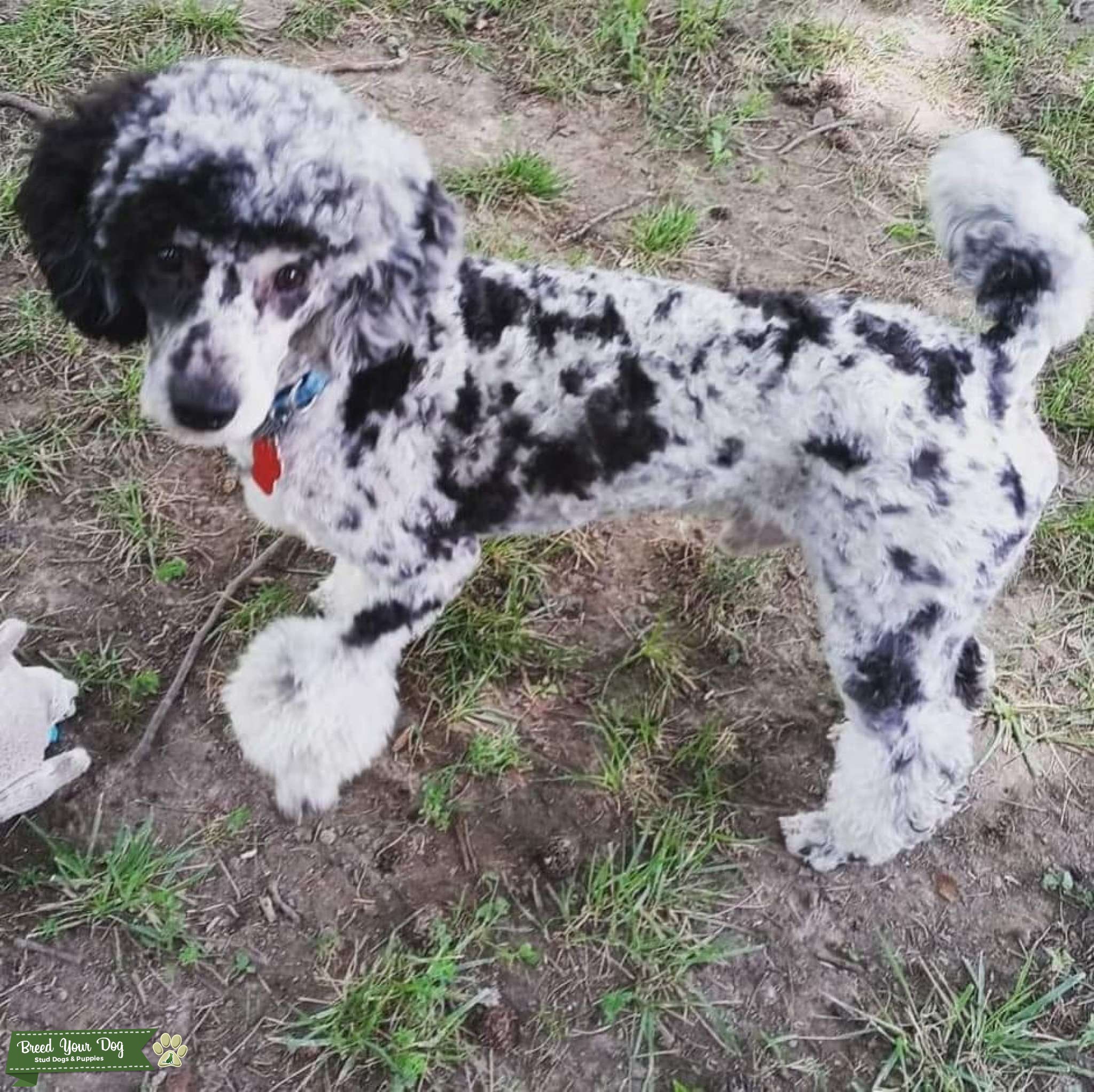 Mini Blue Merle Phantom looking for a girlfriend! Stud Dog in IL