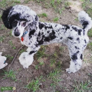 Mini Blue Merle Phantom looking for a girlfriend! Listing Image