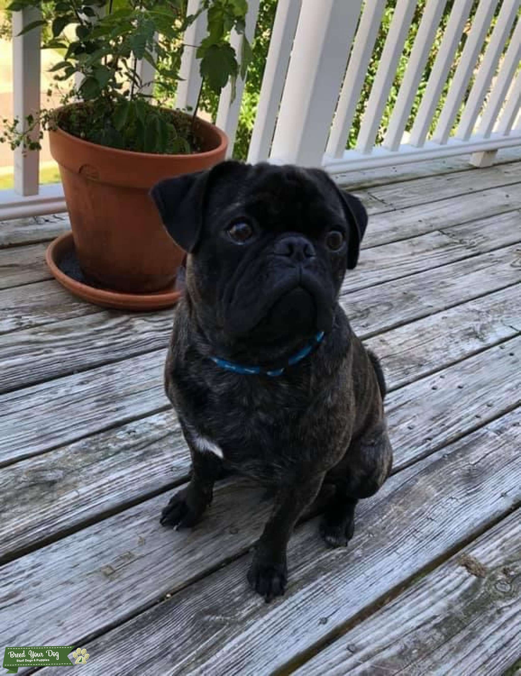 Brindle pug Stud Dog in Charlotte, United States Breed Your Dog