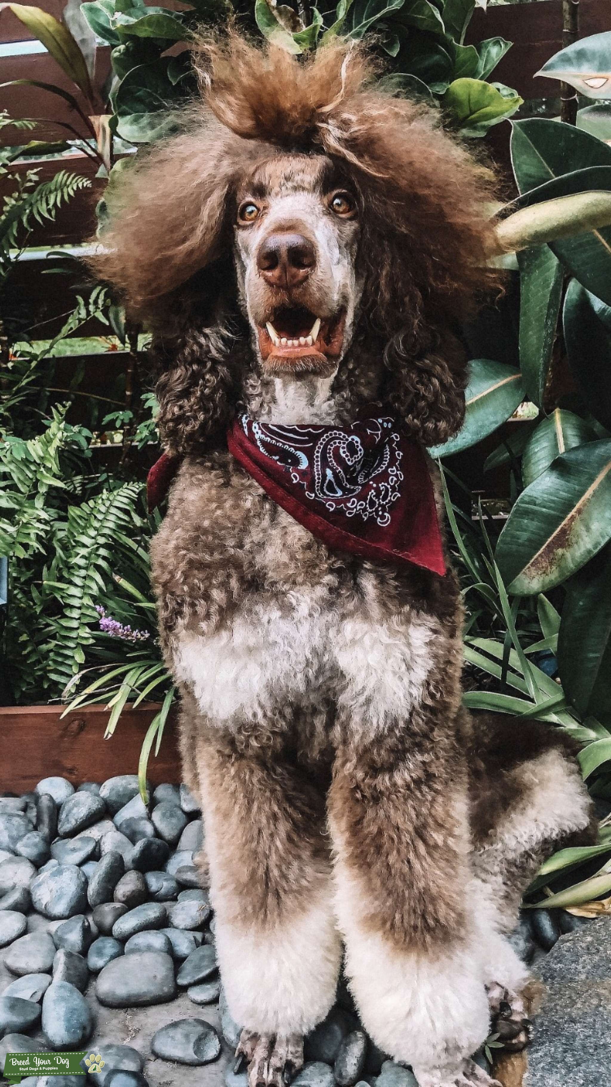 Health Tested AKC Standard Poodle Stud Dog in Florida , the United