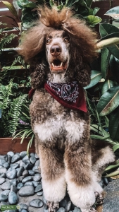 Health Tested AKC Standard Poodle Listing Image