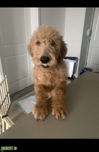 Labradoodle Blonde curly  Listing Image