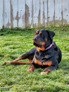 Loving Rottweiler  Listing Image