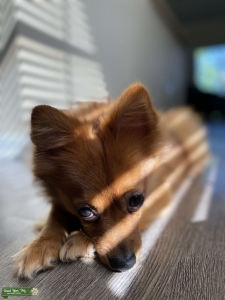 Red Sable Male Pomeranian  Listing Image