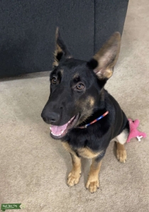 AKC German Shepherd  Listing Image