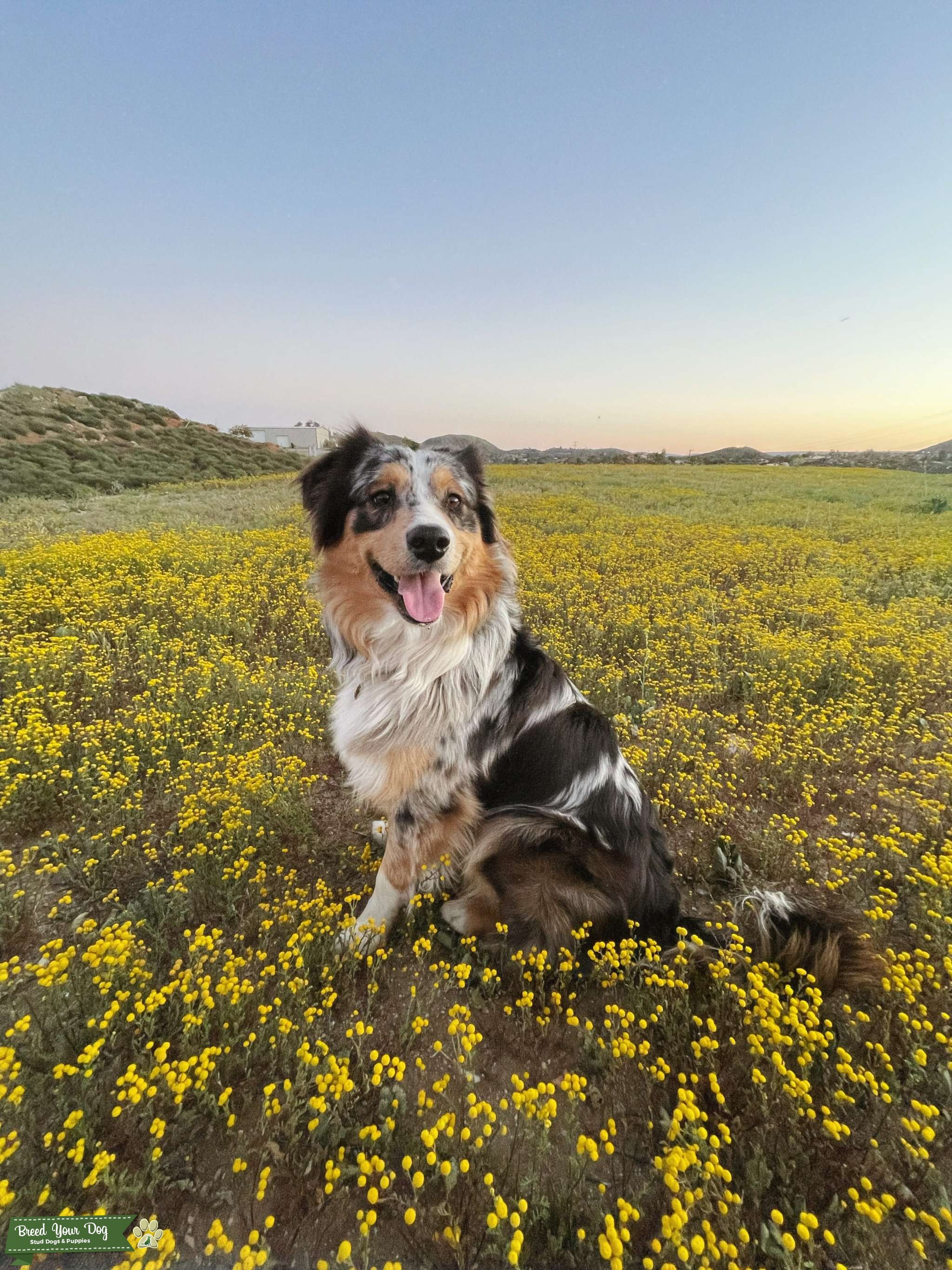 Pure Bred Australian Shepherd Stud Stud Dog in CA, the United States