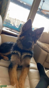 German Shepherd Stud Listing Image